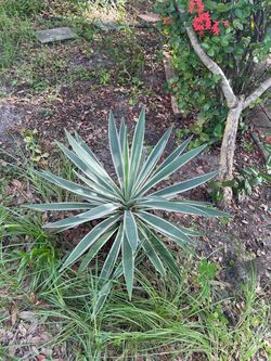 Succulent cactus,