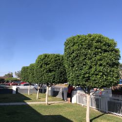 Bush & Tree Trimmed 