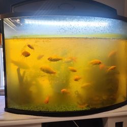 Goldfishes
