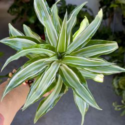4" Dracaena ‘Kanzi’ $14.99 🤍💚🤍