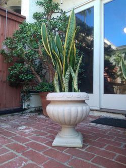 Snake Plant (Mother-in-law plant)