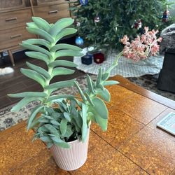 Airplane Plant Succulent With Pot