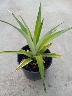 Pineapple  2 Gollons Pot  10.00 Cheap Price 