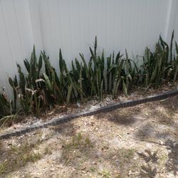 Snake Plants There's A Lucky Boy Then