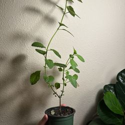 Rama Tulsi Plants 