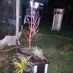 6ft Coralbark Japanese maple in wood 2 tier pot