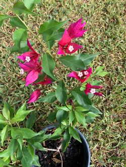 Live Bougainvillea Plant in Pot