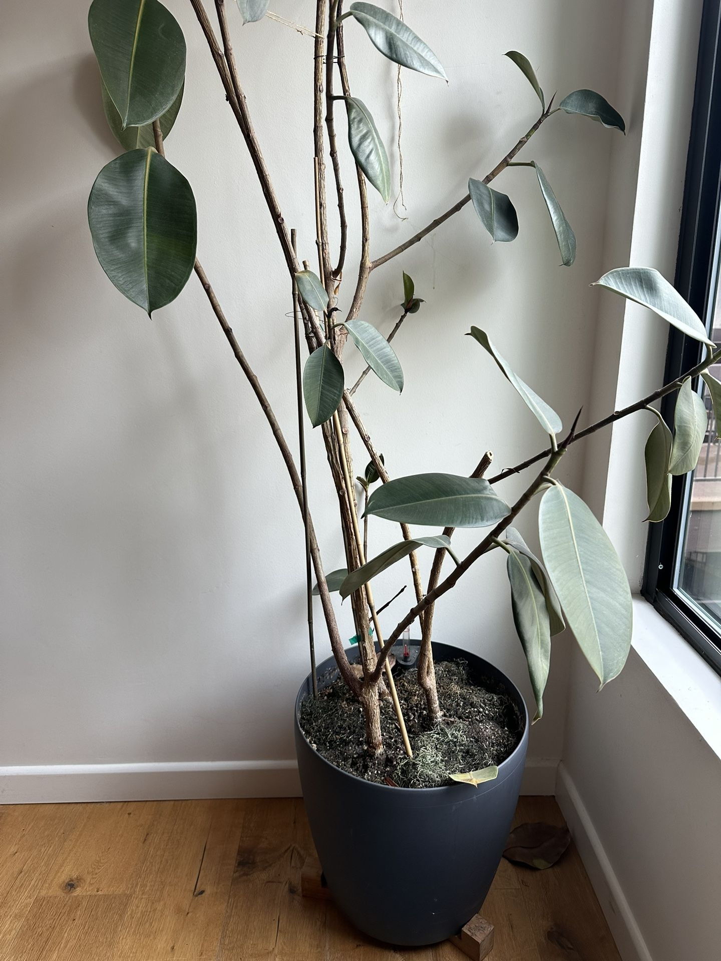 Potted Plant