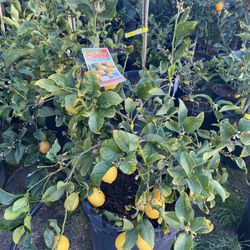Fruit Trees 15 gallons