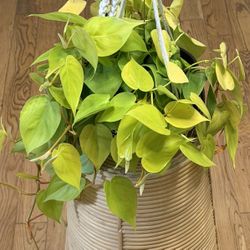 Neon Pothos With Decor Ceramic Pot And Macrame