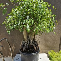 Old Ficus Benjamin Bonsai Tree  Outdoor and Indoor plant  