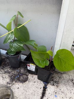 Betal leaf plant