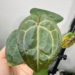 Stunning Anthurium Michelle x Open