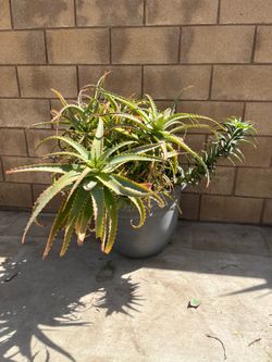 Big plant
