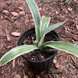 Caribbean’s Agave plant 🪴