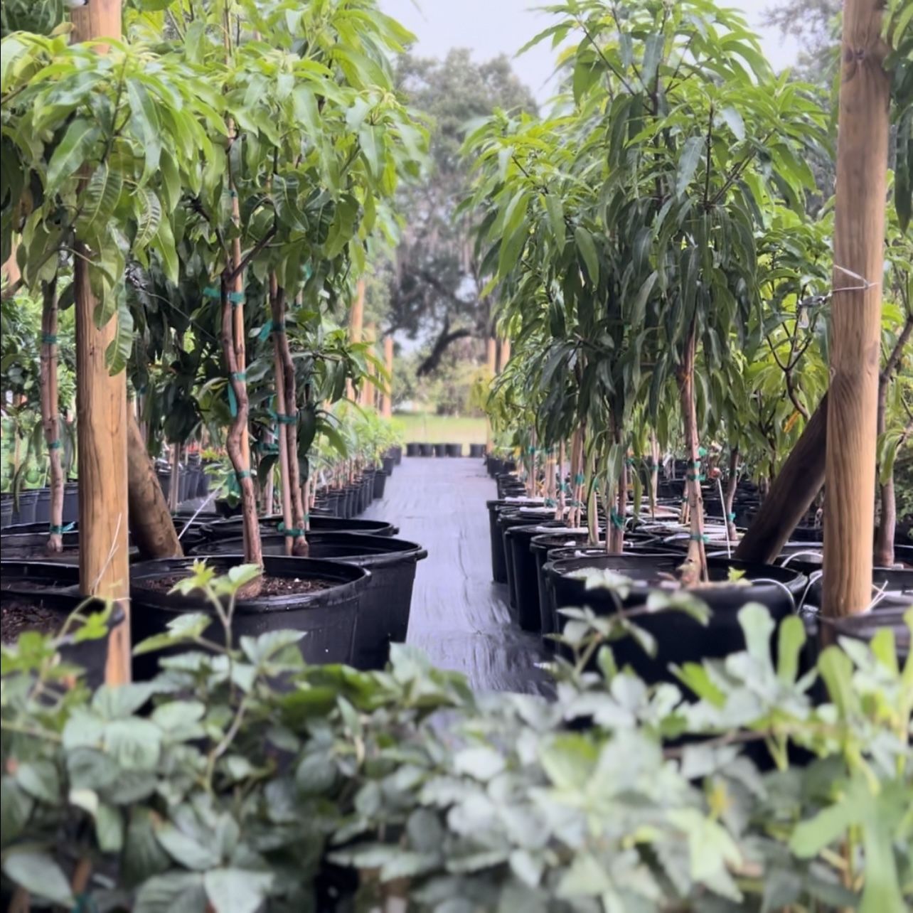 Mango for Sale in Kissimmee, FL OfferUp