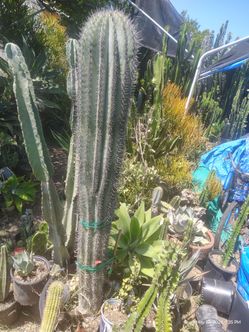 Cactus plant