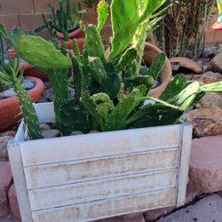 Live Potted Cactus Plant