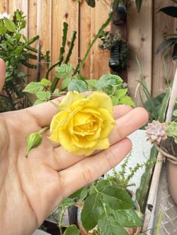 Yellow Mini Rose In Pot 
