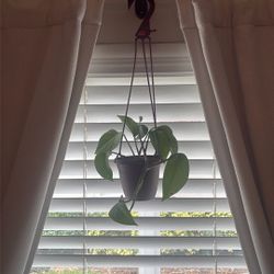 Small Hanging Pothos