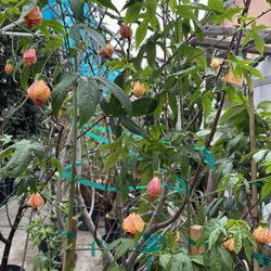 Chinese lantern