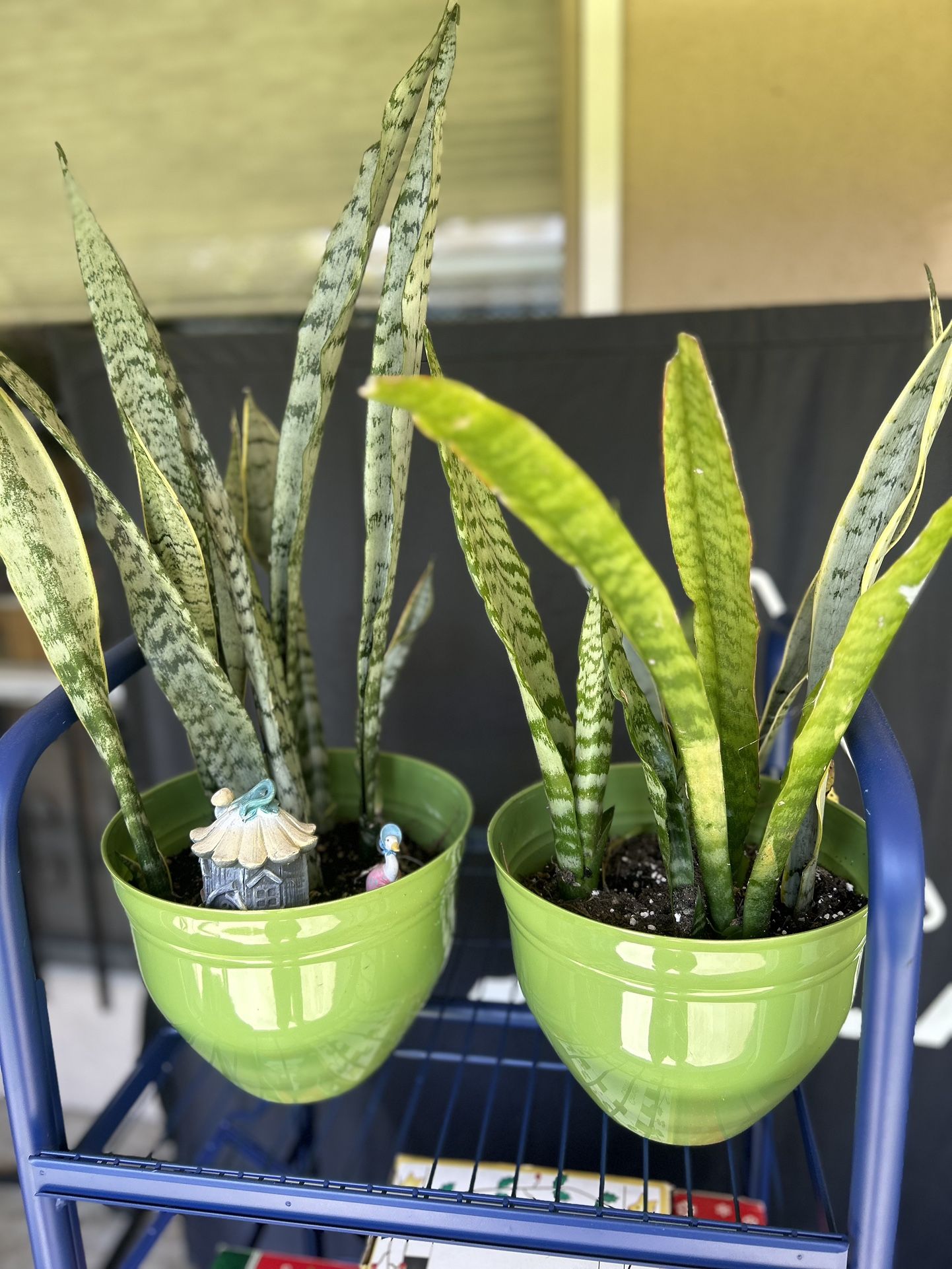 Pair Of Snake Plants In Green Planters