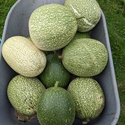 Chilacayotes Medianos Y grandes 