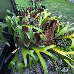 Two Giant Stag Horn Plants - Give Me Your Best Offer 