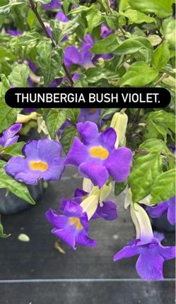 🌿 THUNBERGIA BUSH