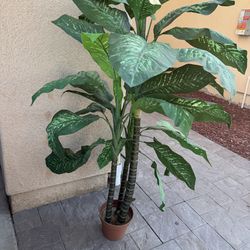 Indoor plant  4ft