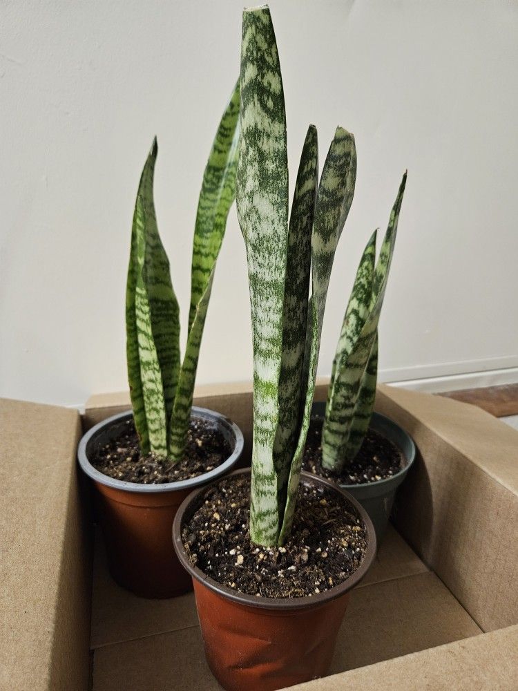 Snake Plant