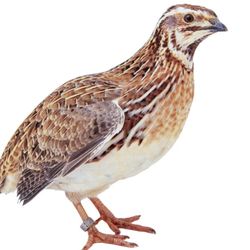 Quail 