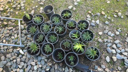 Succulents