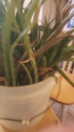 Alovera Plants
