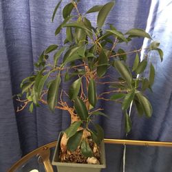 Bonsai Ficus Tree With Cement Frog 