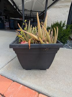 Succulent Variety