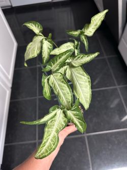 Syngonium