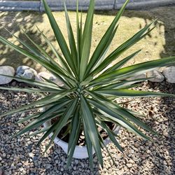 Plant & Pot - Spineless Yucca X 2