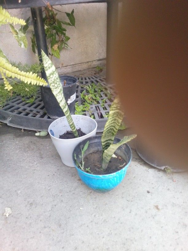 Baby Snake Plants In A Pot $7 Each