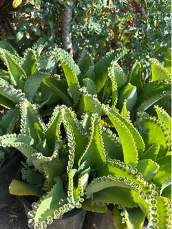 Kalanchoe o madre de miles