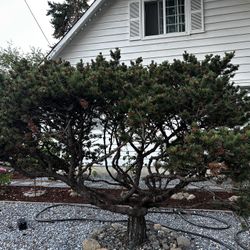 40 Years Old Pine Tree
