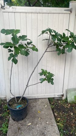 Chicago hardy fig tree