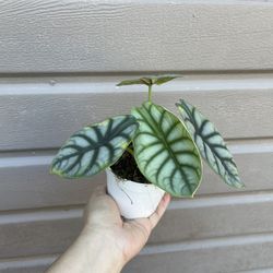 4” alocasia silver dragon 