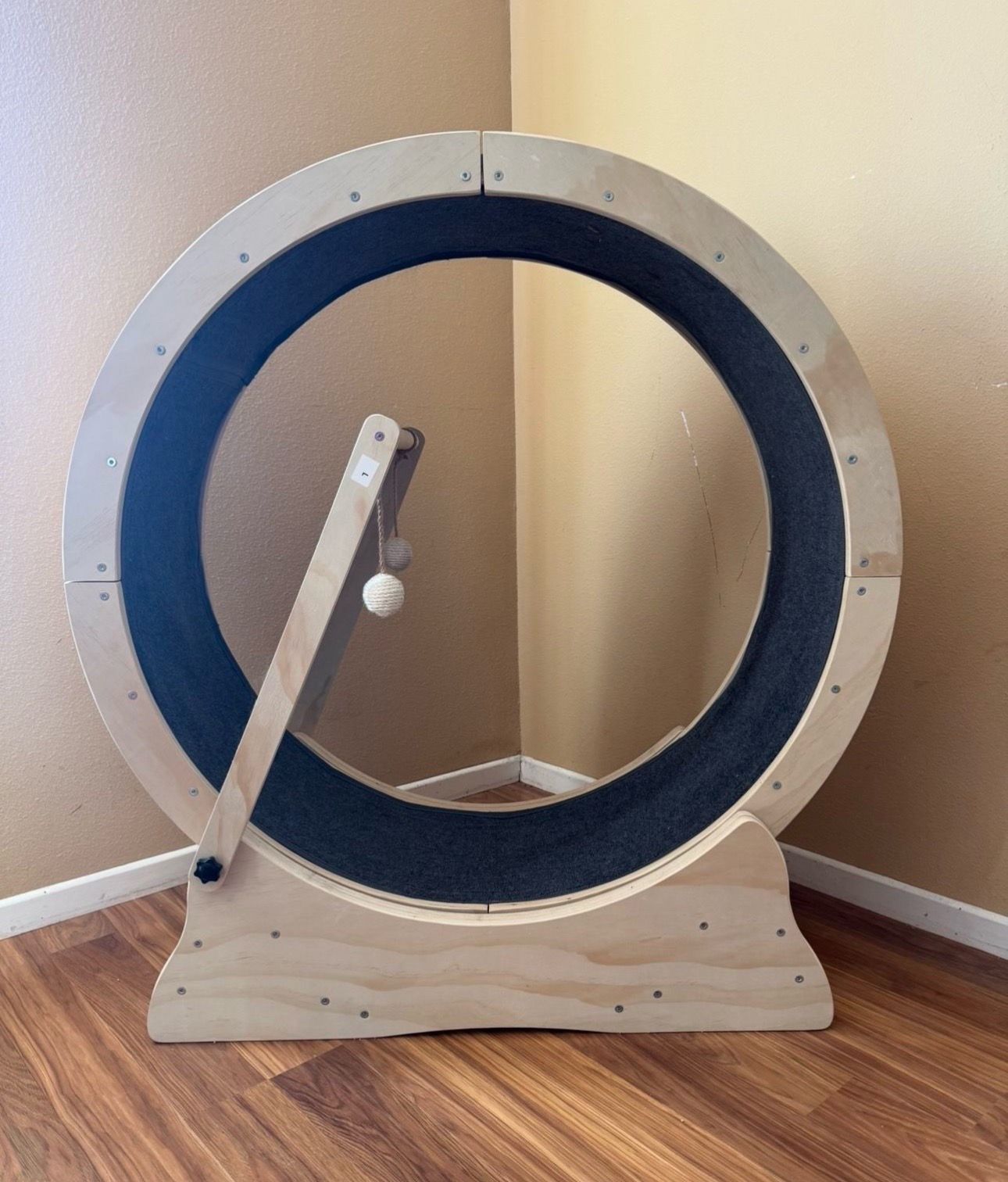 Cat running wheel