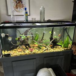 Fish Tank