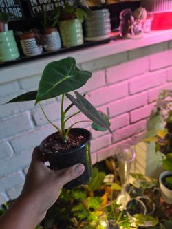 Alocasia micholitziana 'Frydek'