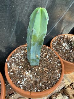 Blue-Green NOID San Pedro (Trichocereus) in Terracotta Pot