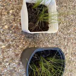 Mexican Feather Grass