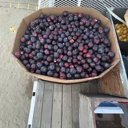 we Sell Red Plums /vendemos Red Plums 