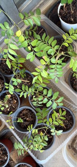 Curry Leaf Plant